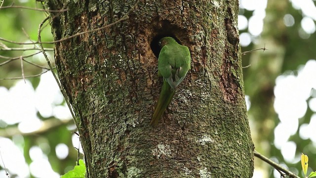 Maroon-bellied Parakeet (Green-tailed) - ML474648