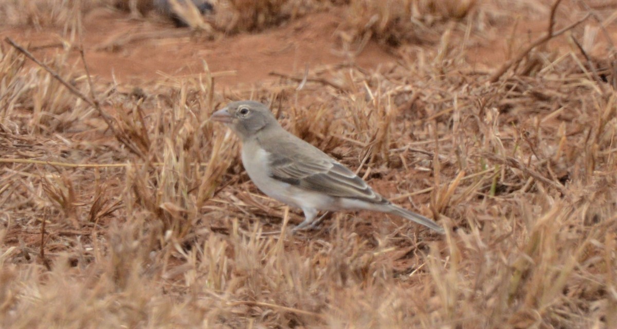 Yellow-spotted Bush Sparrow - ML474648501