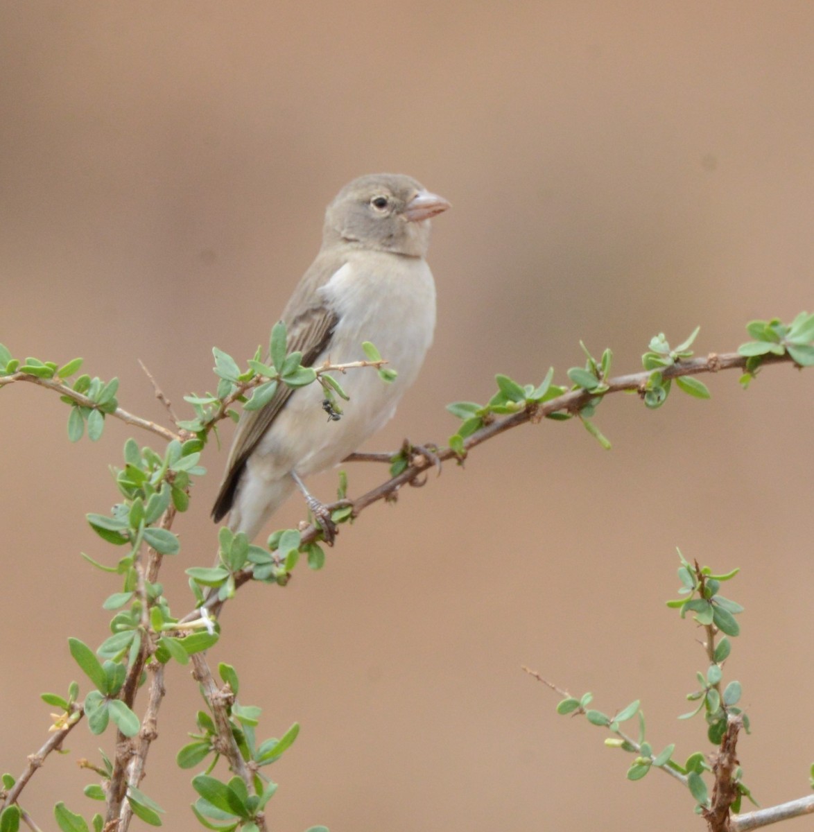 Yellow-spotted Bush Sparrow - ML474648521