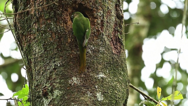 Maroon-bellied Parakeet (Green-tailed) - ML474649