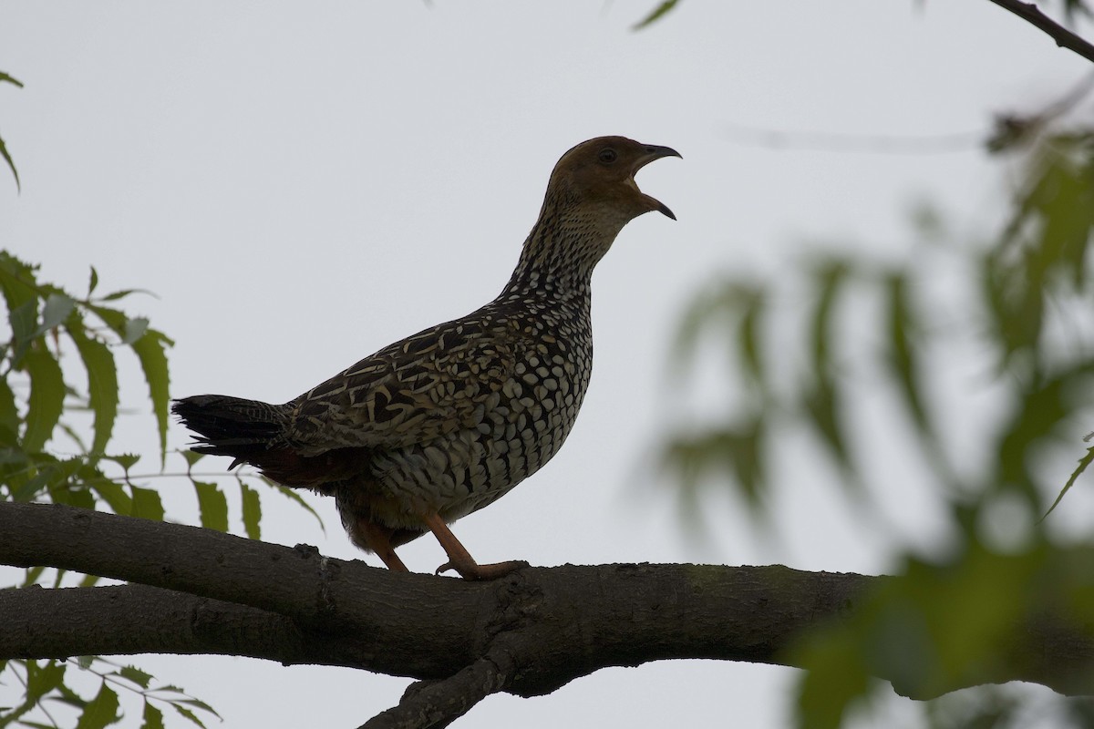 Painted Francolin - ML474651411