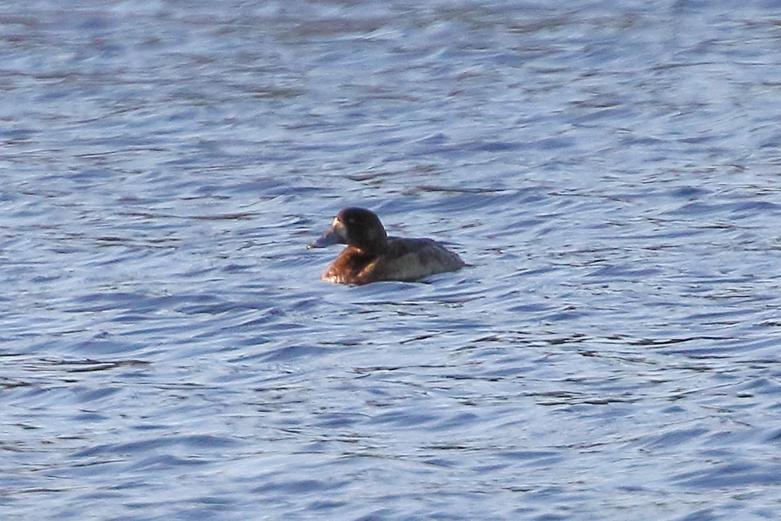 Greater Scaup - ML474652821