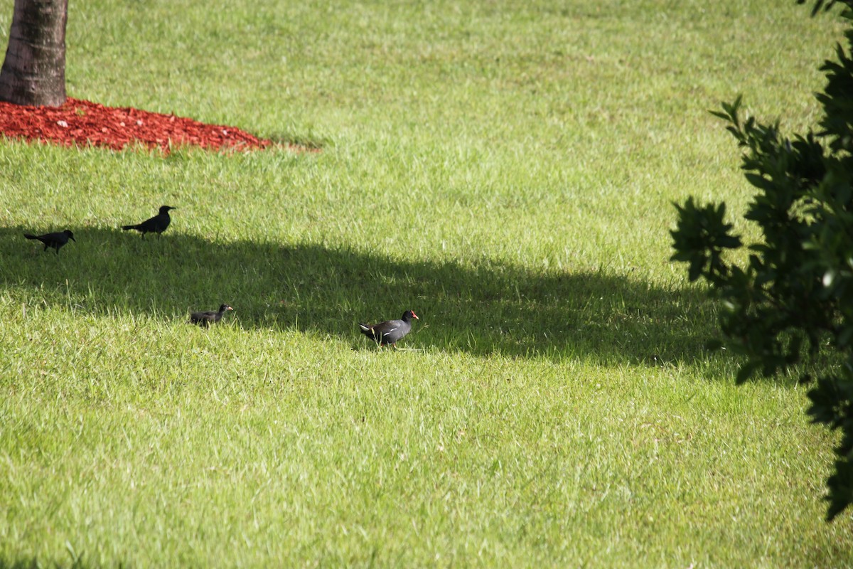 ML474652951 - Common Gallinule (American) - Macaulay Library