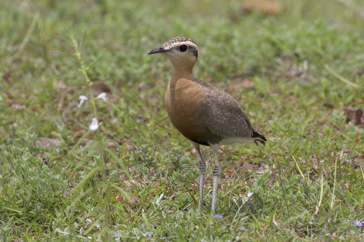 Indian Courser - ML474657811