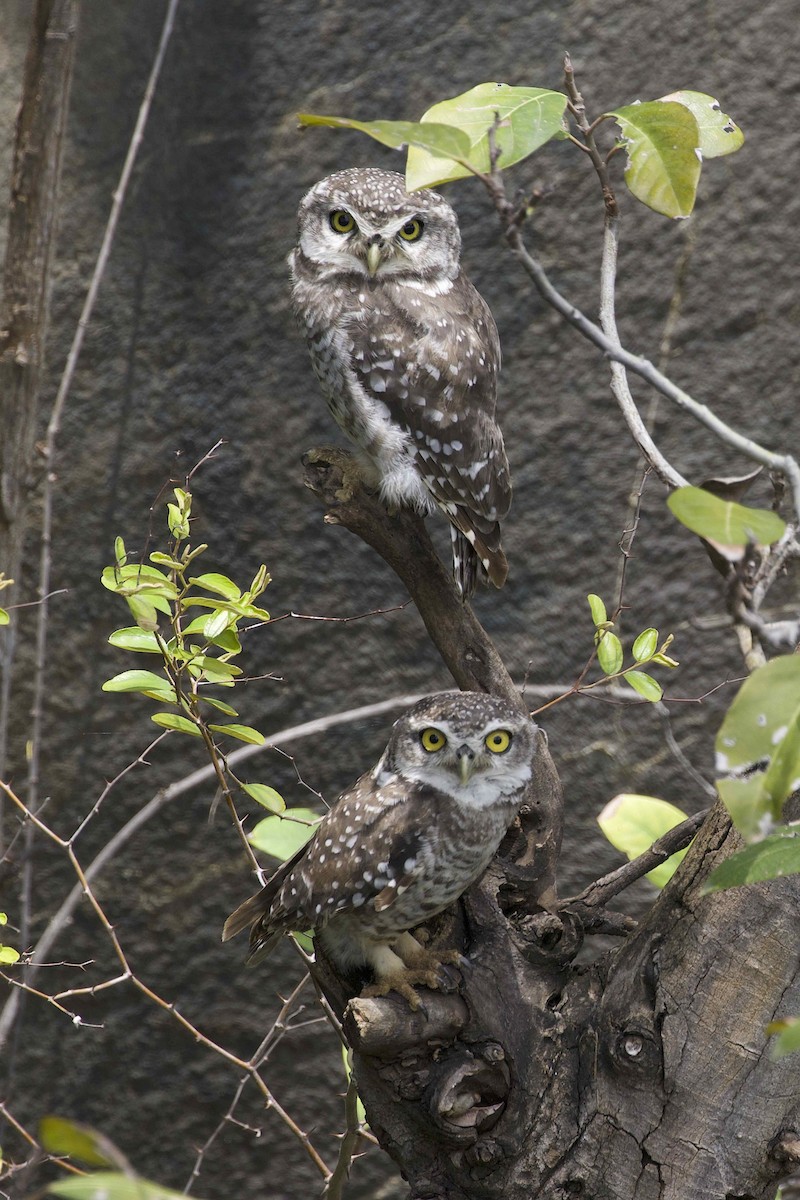 Spotted Owlet - ML474658681
