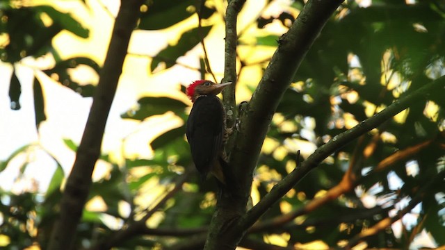 Helmeted Woodpecker - ML474659