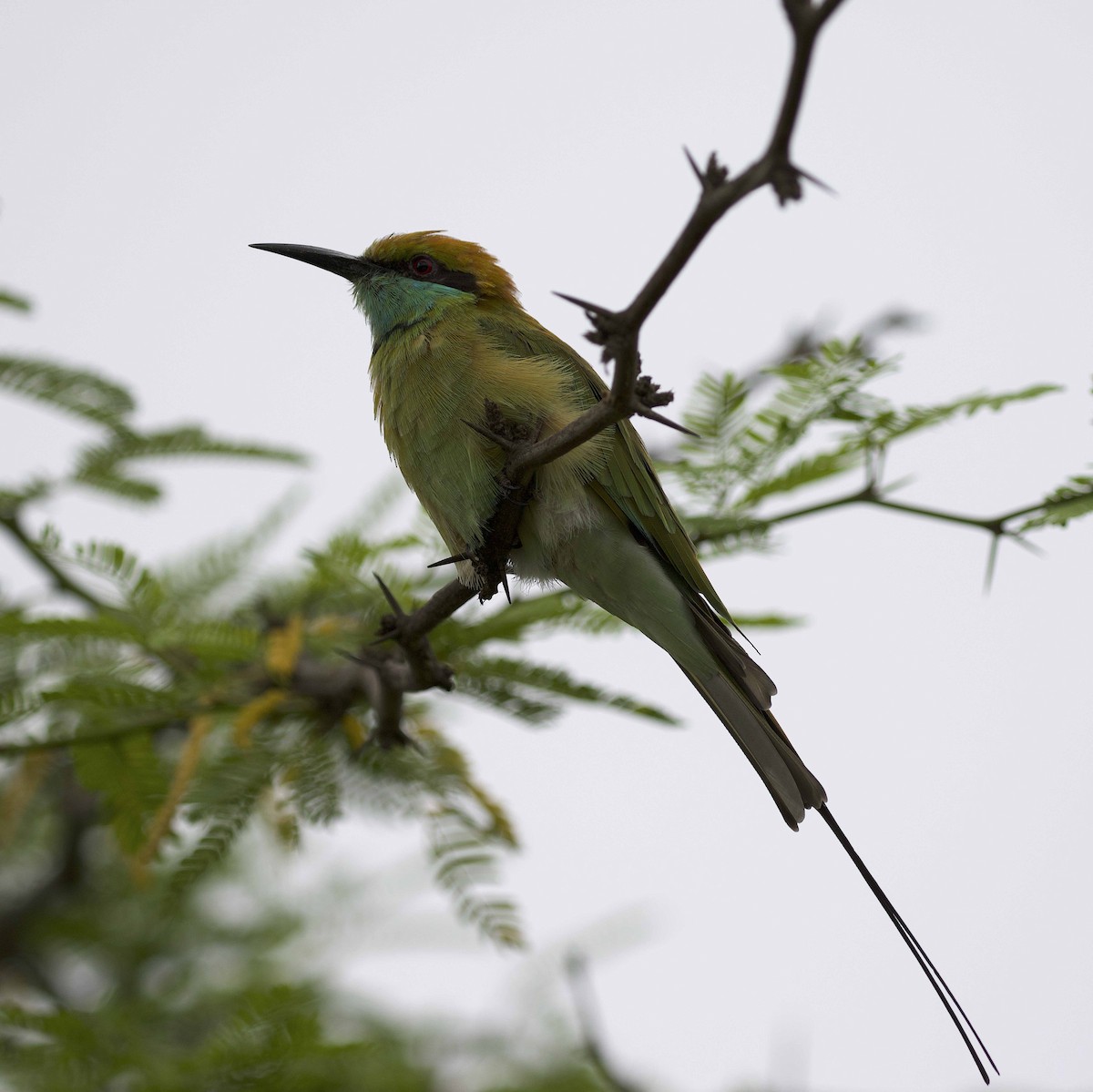 Asian Green Bee-eater - ML474659051
