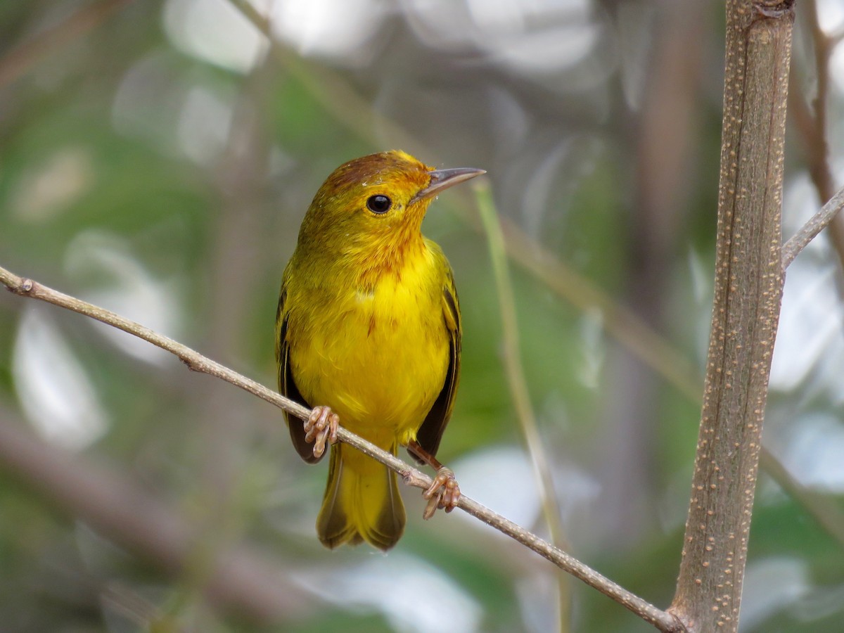 Yellow Warbler (Mangrove) - ML47466321