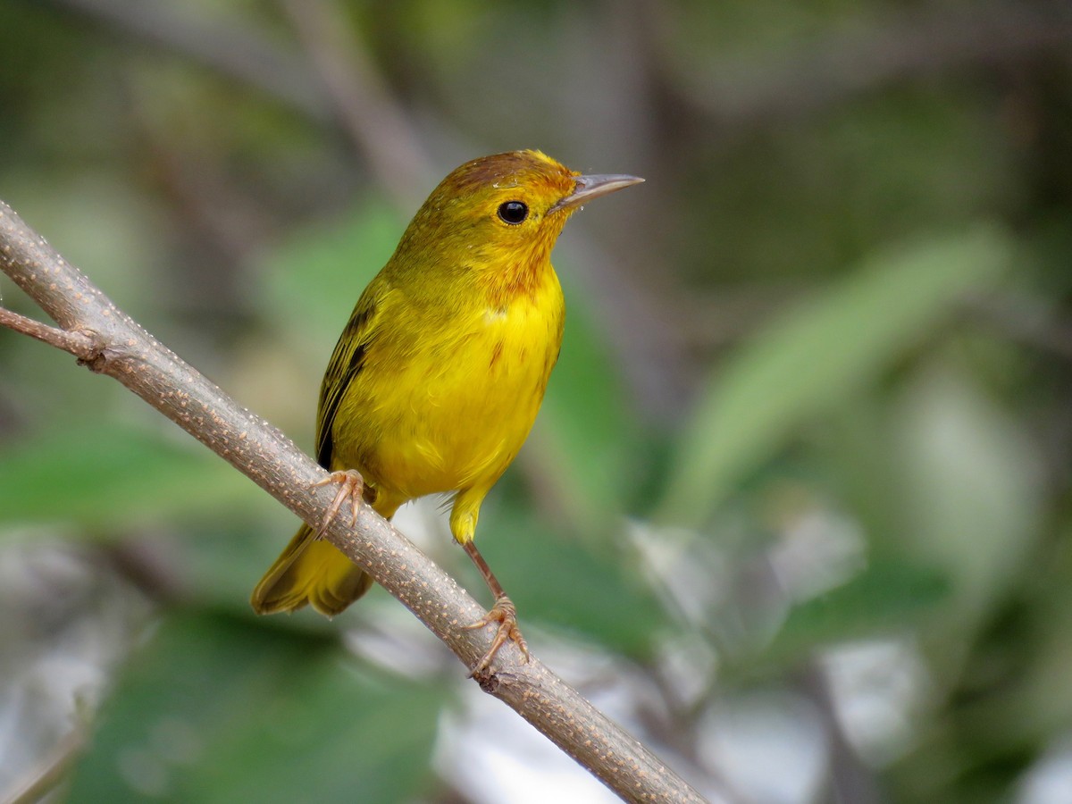 Yellow Warbler (Mangrove) - ML47466411