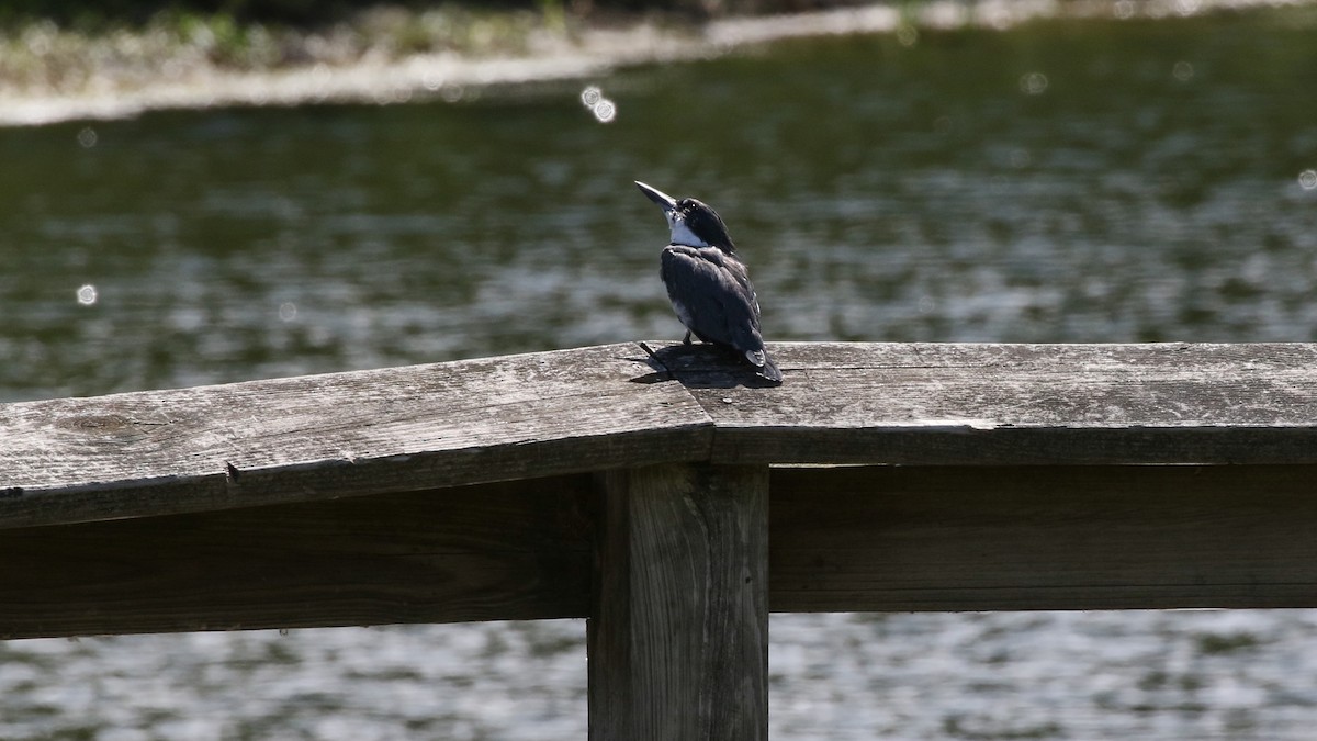 Belted Kingfisher - ML474664991