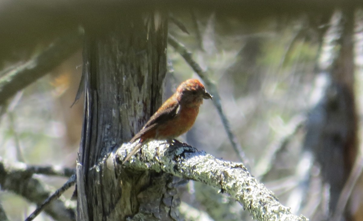 Red Crossbill (Northeastern or type 12) - ML474670701