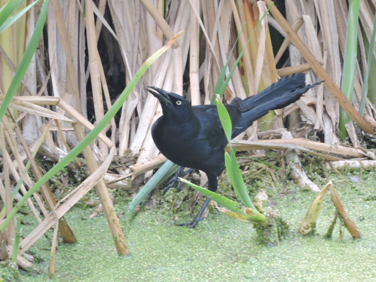 Great-tailed Grackle - ML47467081