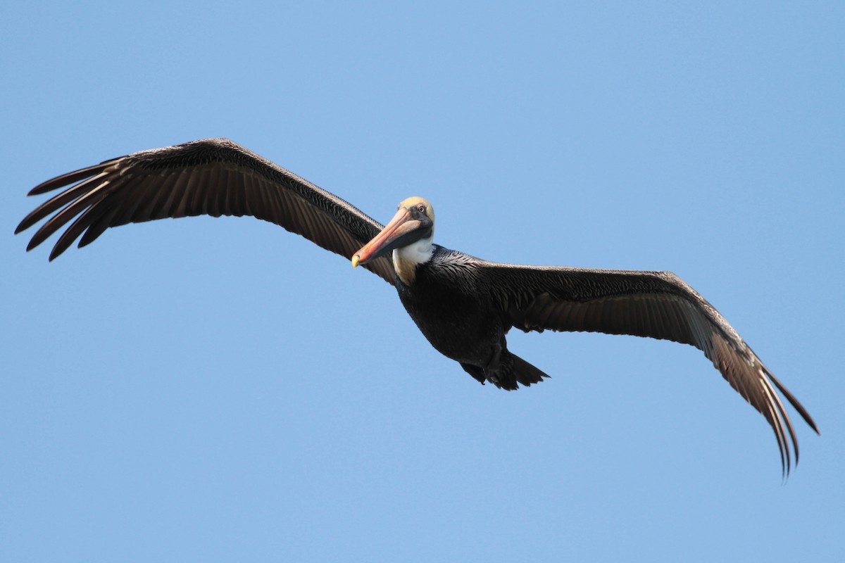 ML474671481 Brown Pelican Macaulay Library