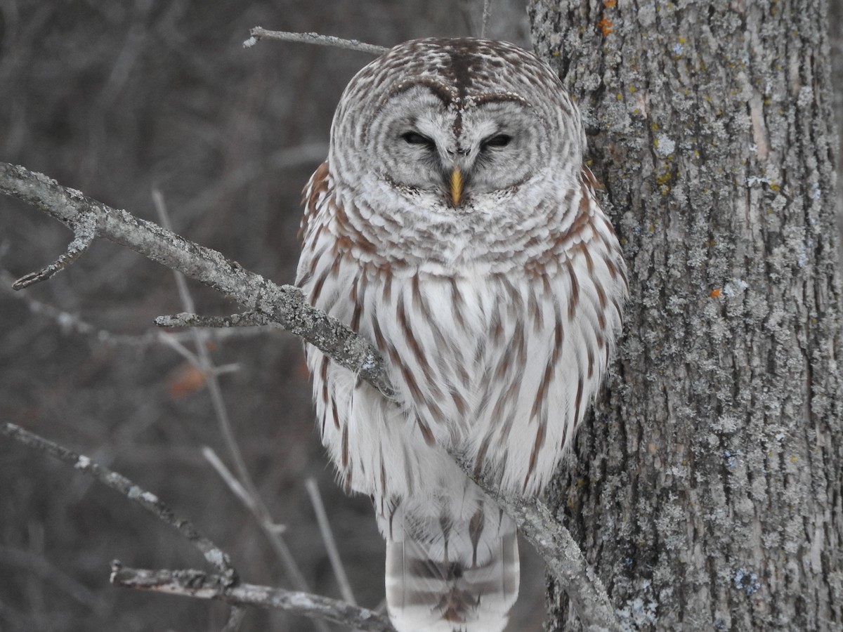 Barred Owl - ML47467861