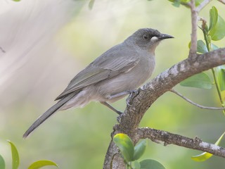  - White-gaped Honeyeater