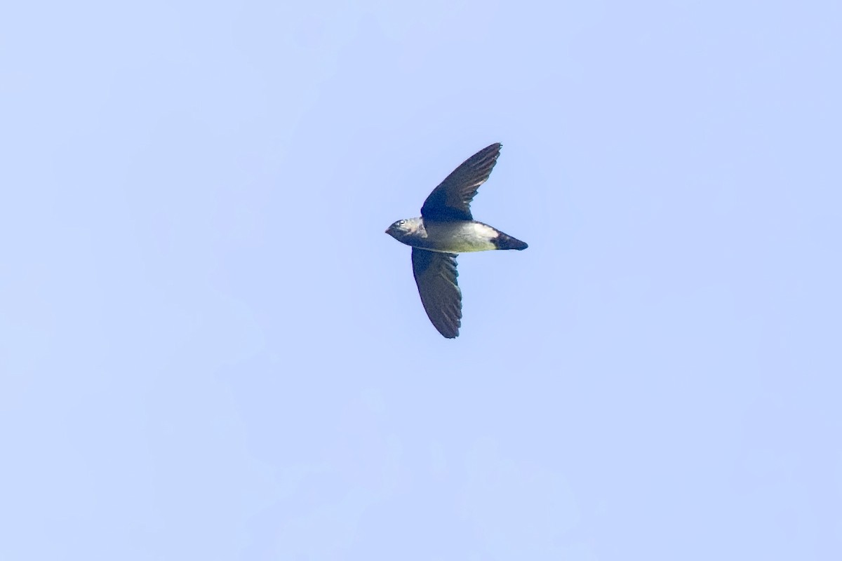 Papuan Spinetailed Swift - ML474679631