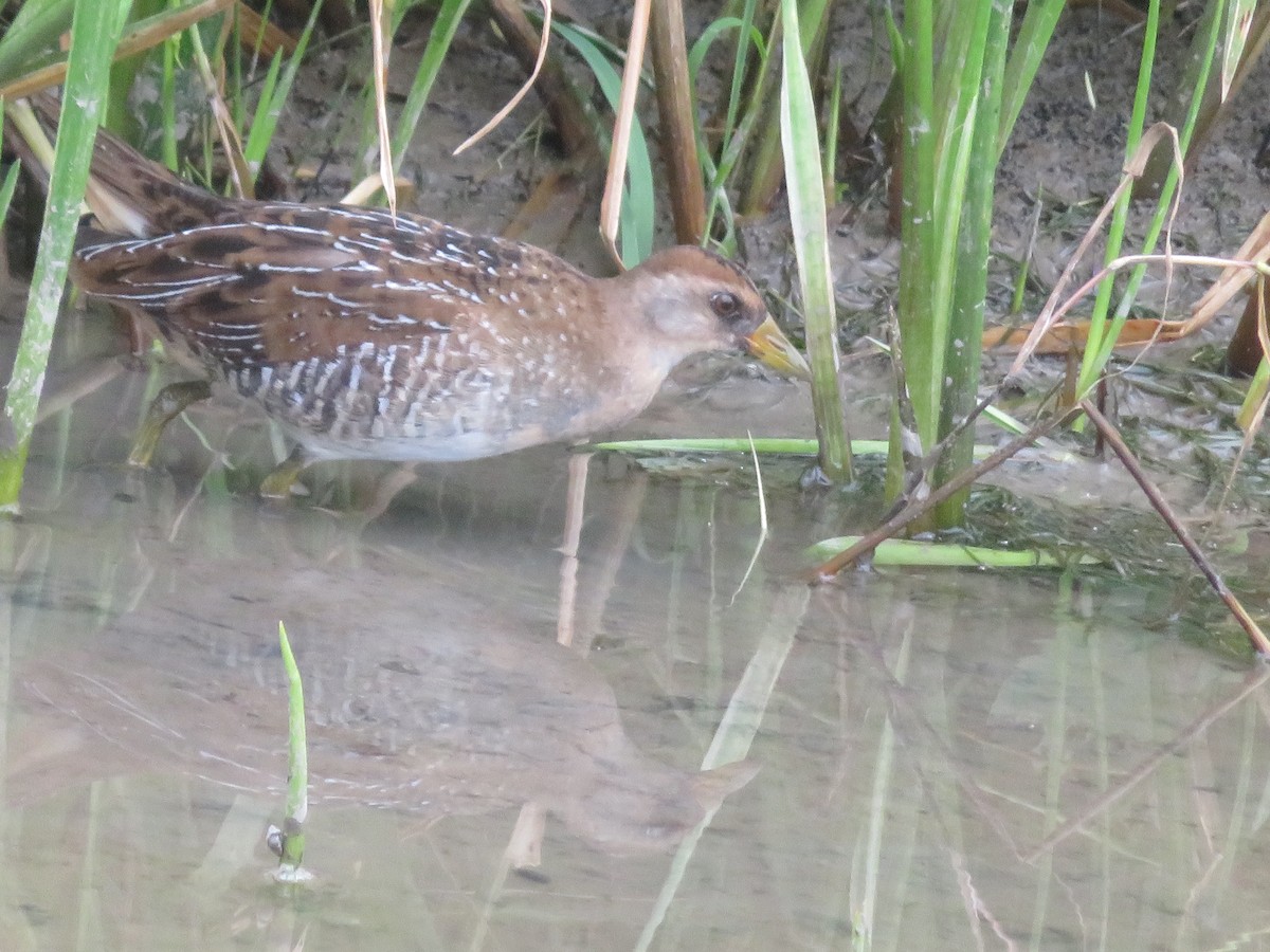Wisconsin eBird Checklist - 12 Aug 2022 - Mequon Nature Preserve - 19 ...