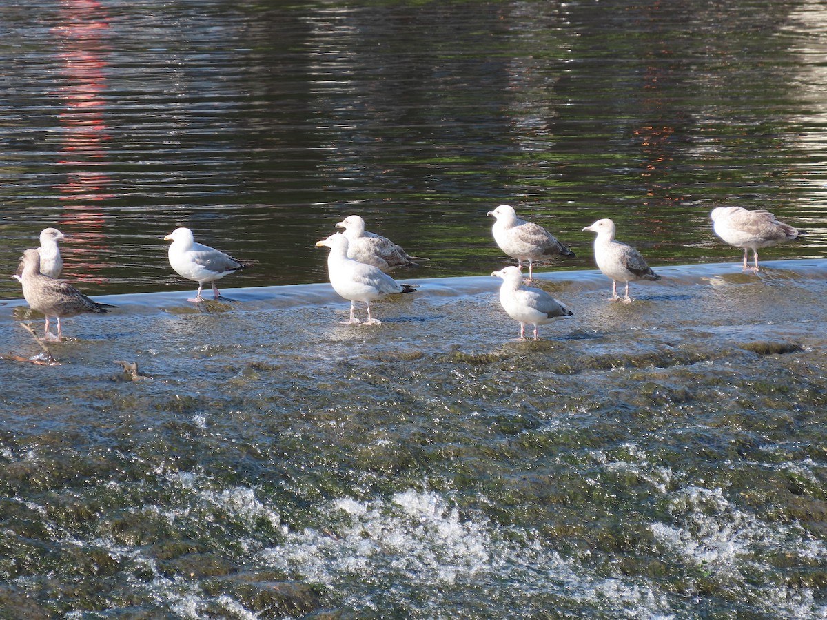 ML474684681 Herring Gull Macaulay Library