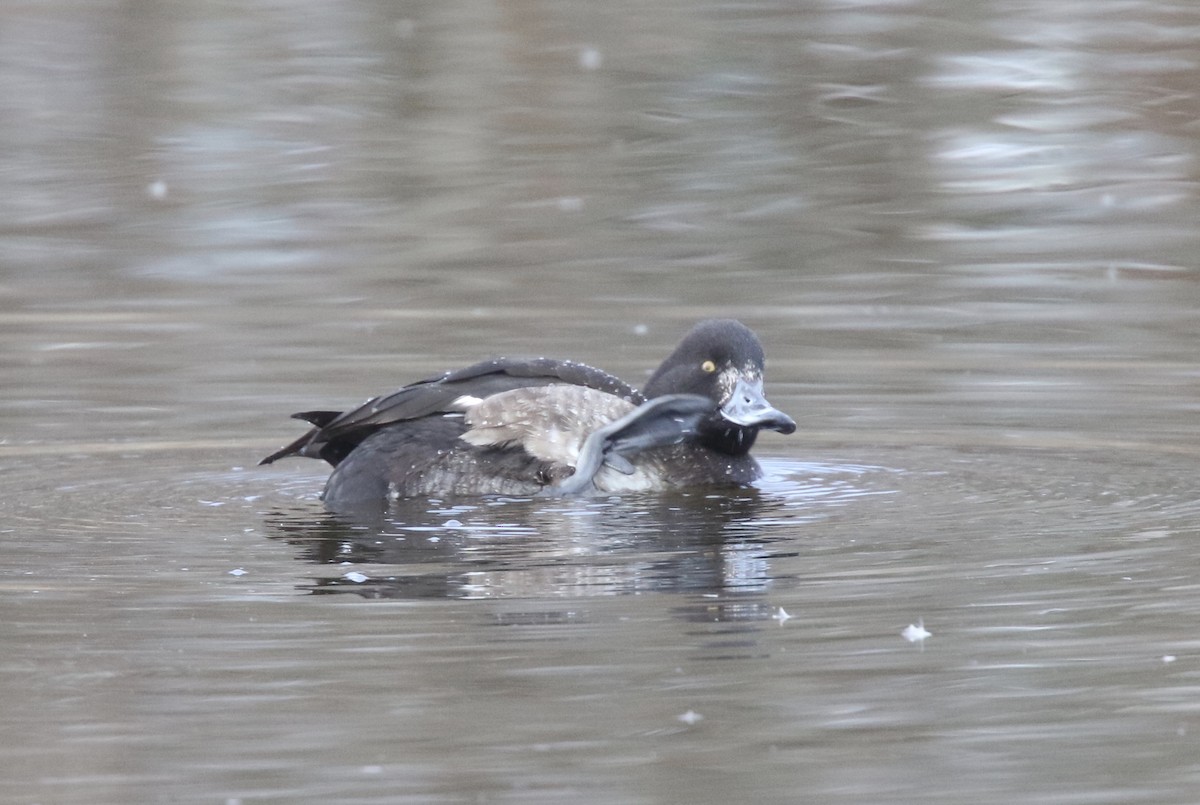 Tufted Duck - Dave Bengston