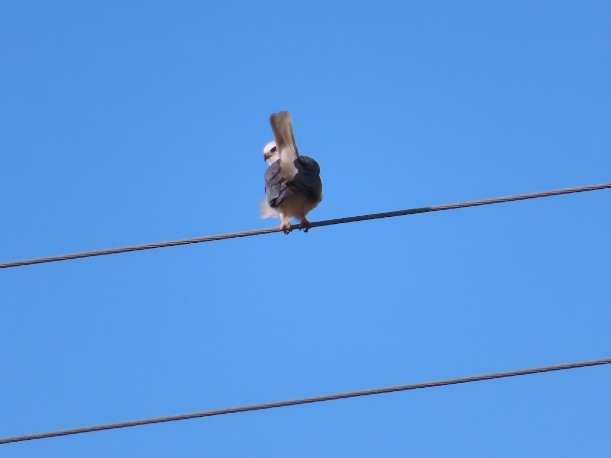 White-tailed Kite - ML474689451