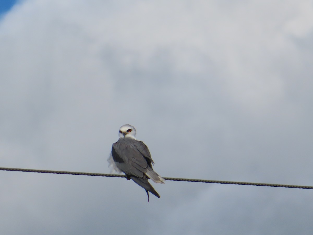 White-tailed Kite - ML474689571