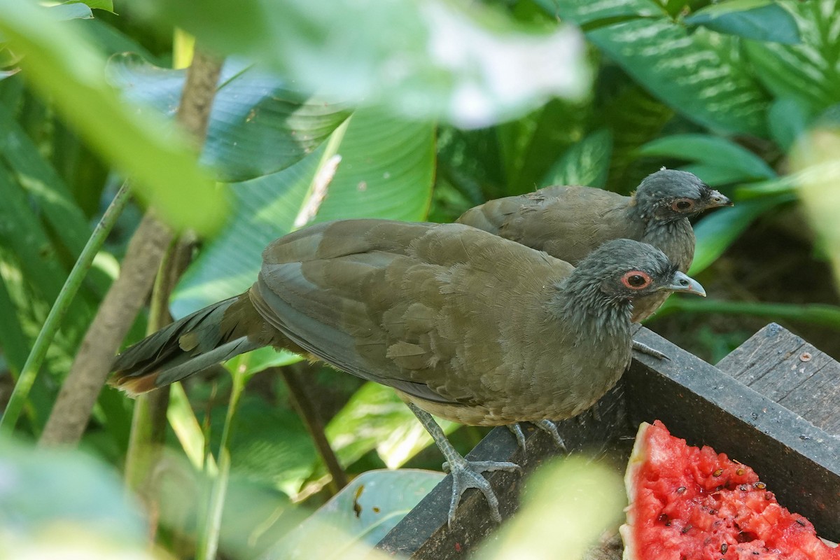 West Mexican Chachalaca - ML474689691