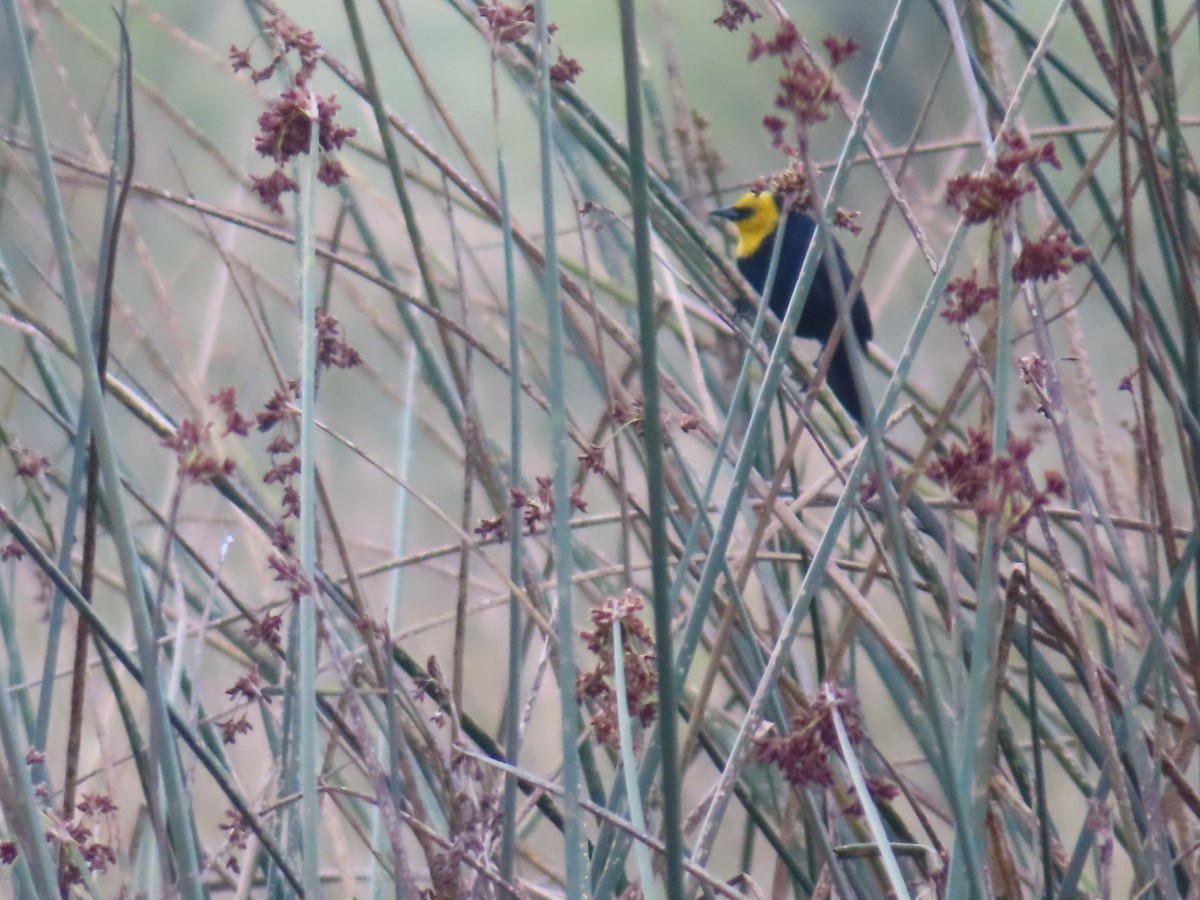Yellow-hooded Blackbird - ML474689841