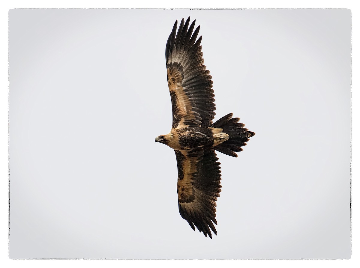 Wedge-tailed Eagle - Julie Clark
