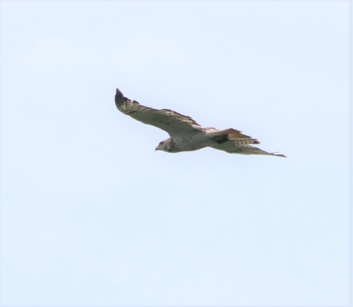 Red-tailed Hawk (Krider's) - ML474694351