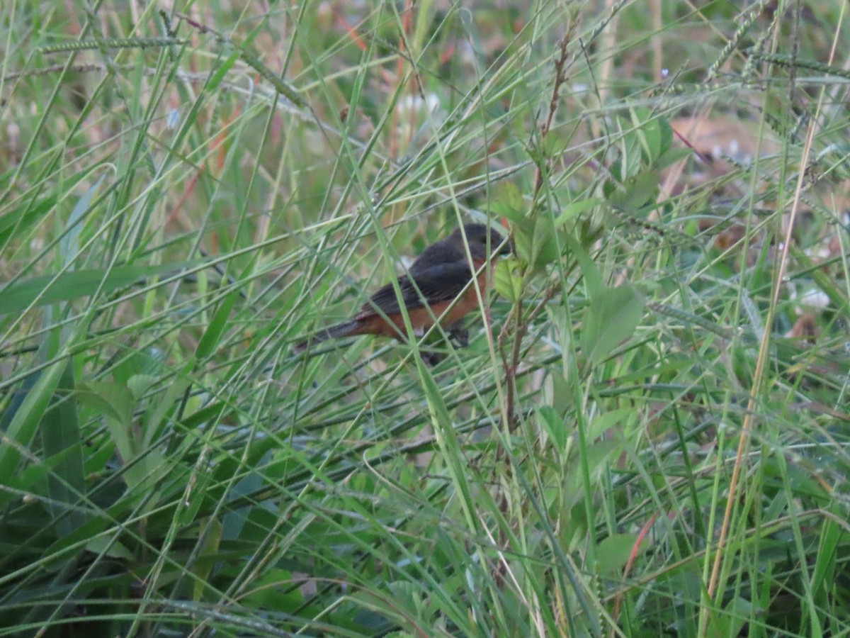 Ruddy-breasted Seedeater - ML474697761