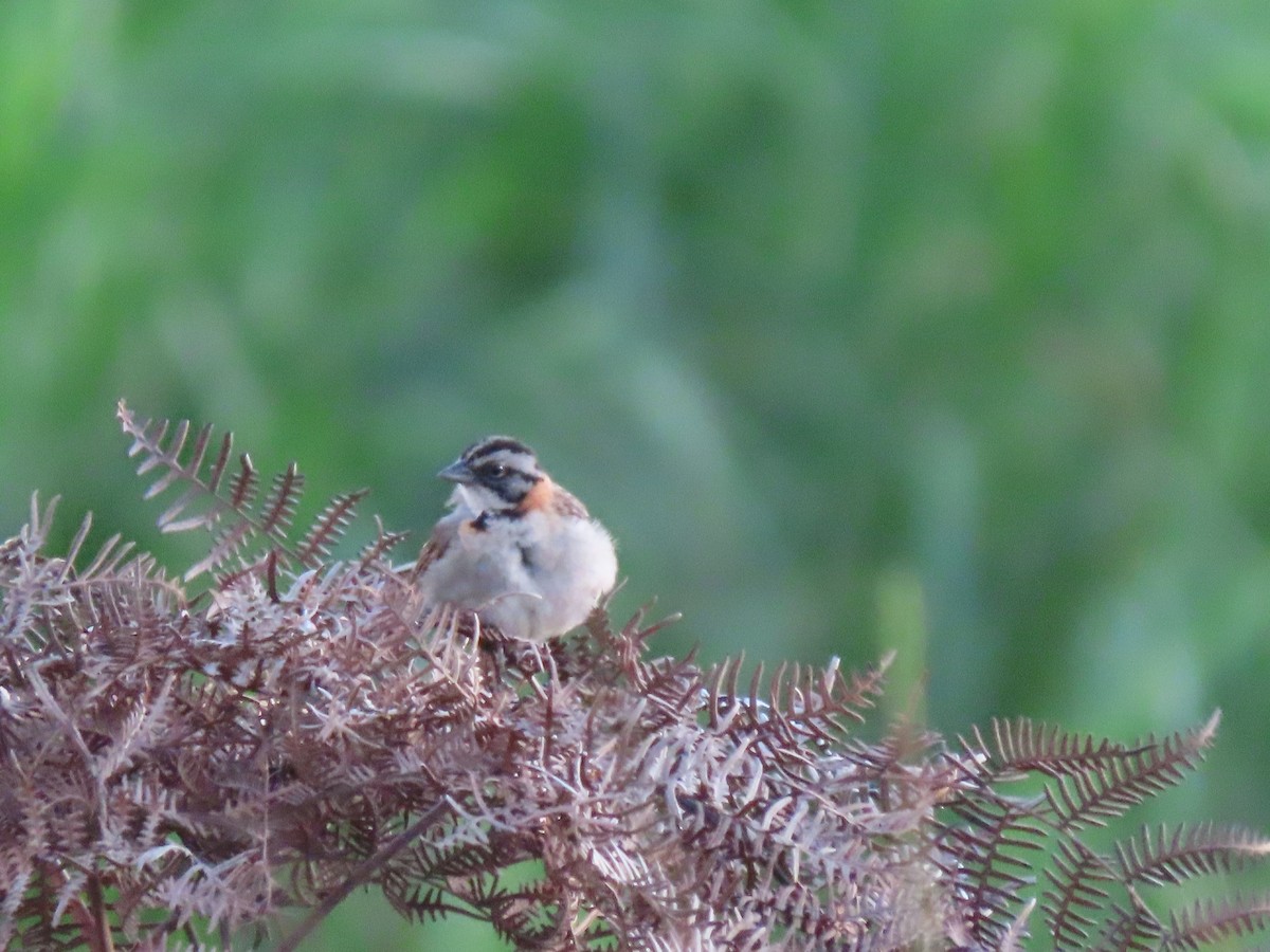 Rufous-collared Sparrow - ML474697791