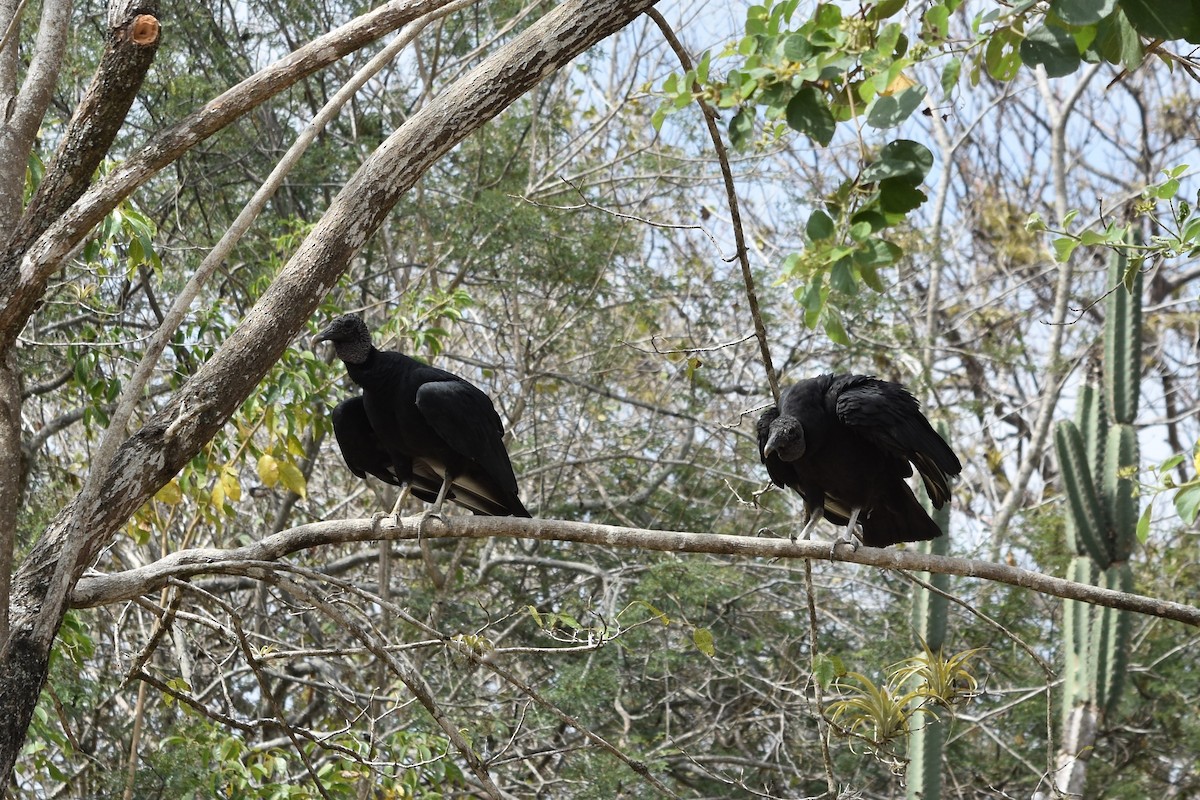 Black Vulture - ML474702001