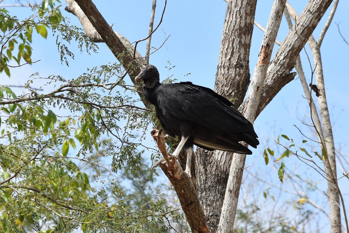 Black Vulture - ML474702071