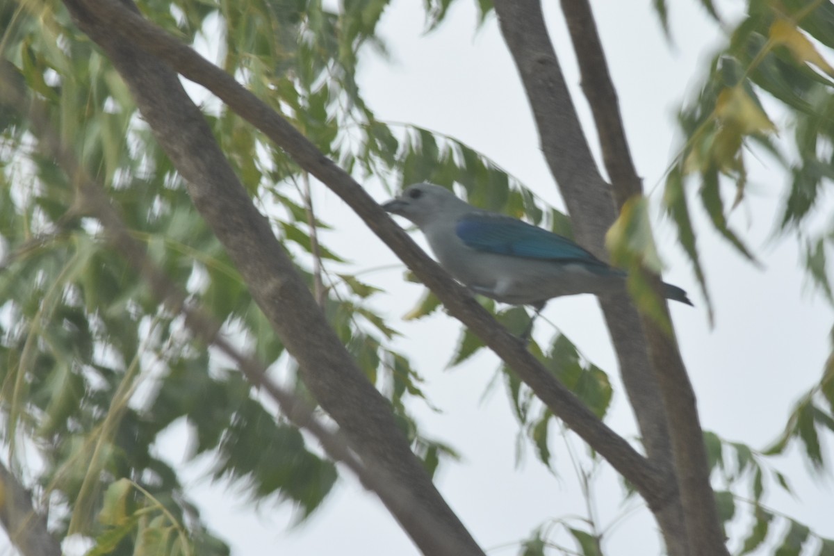 Blue-gray Tanager - ML474702401