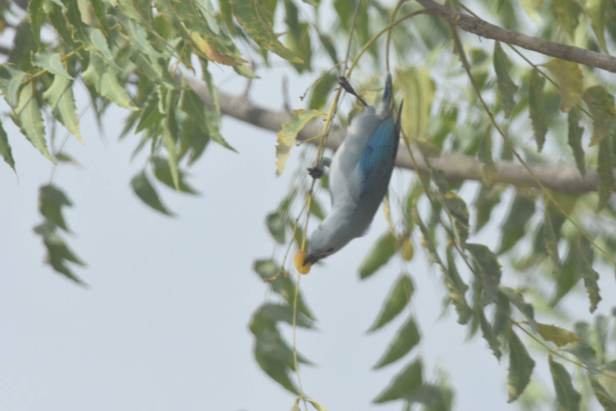 Blue-gray Tanager - ML474702471