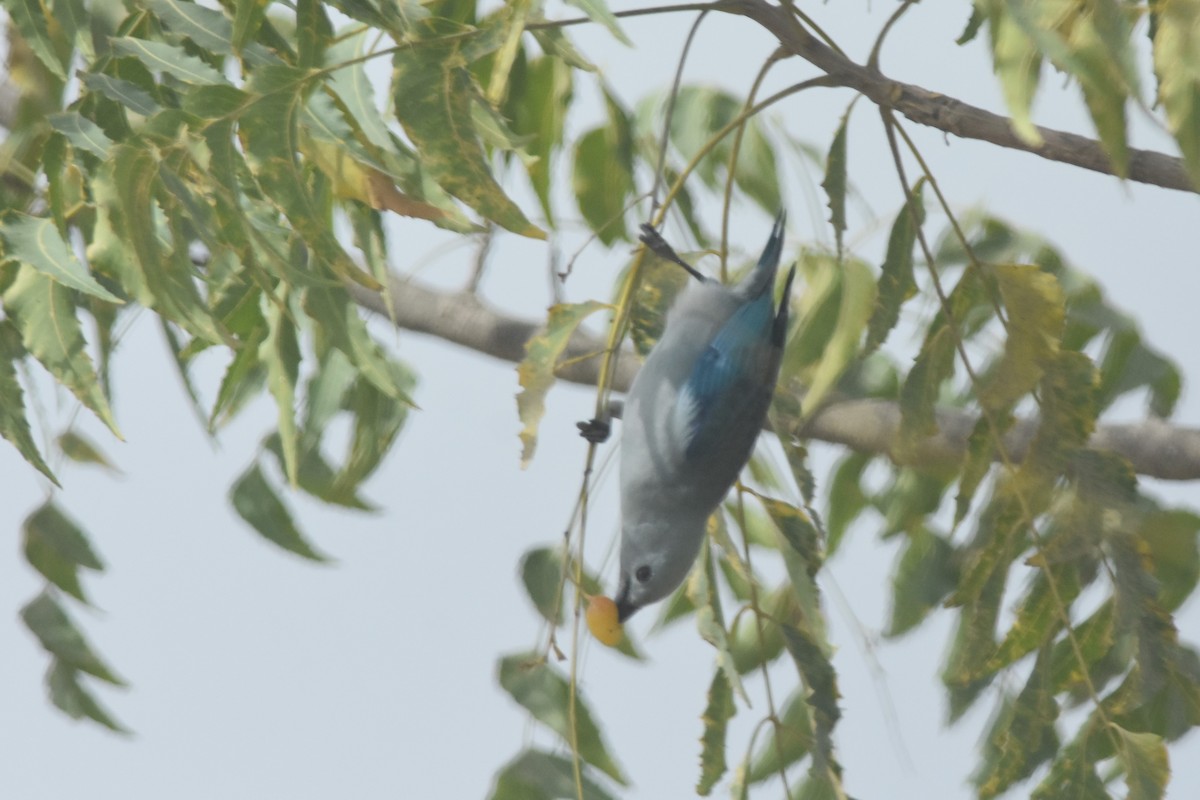 Blue-gray Tanager - ML474702511