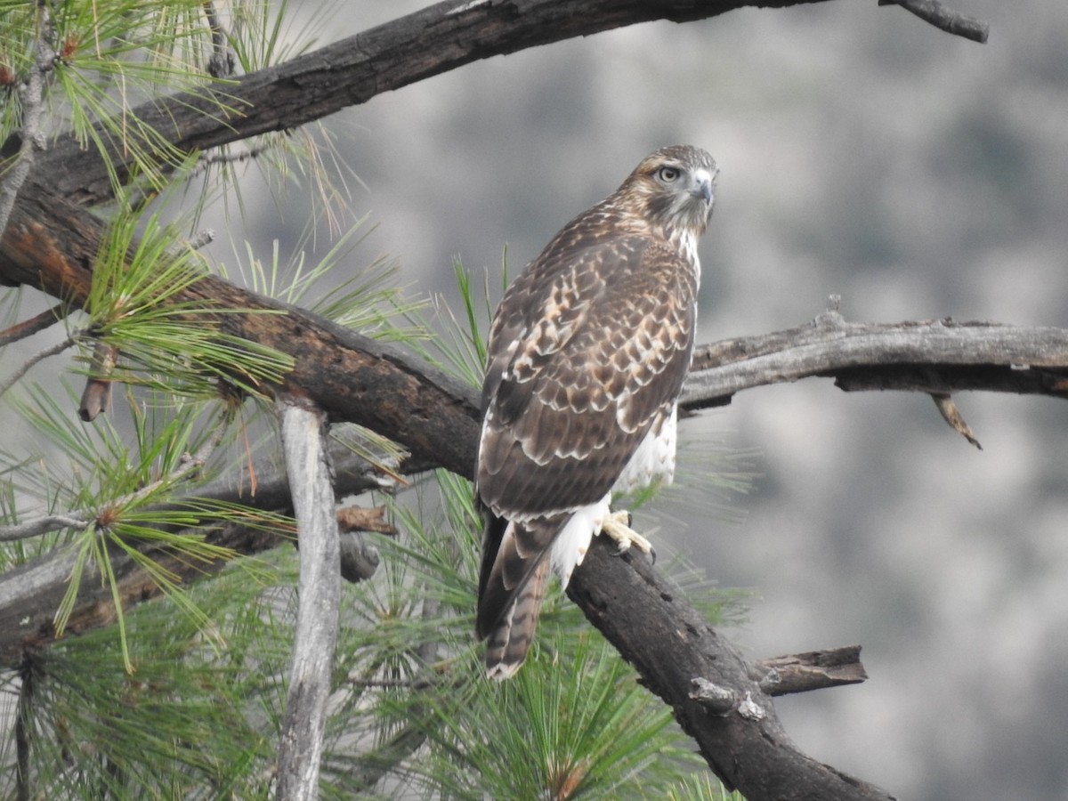 Red-tailed Hawk - ML474702951