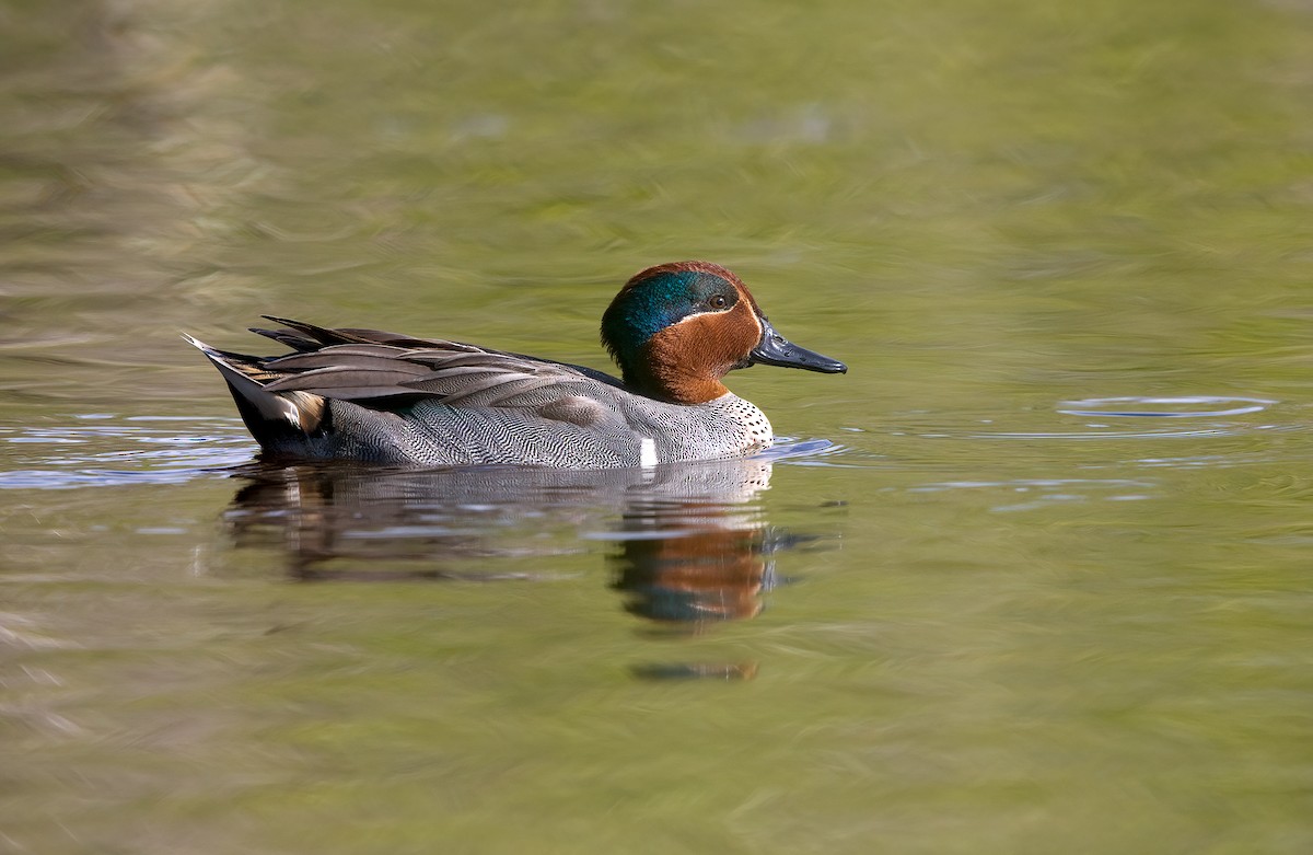 Green-winged Teal - ML474706481