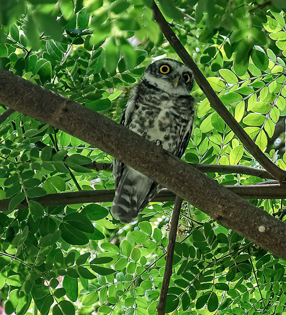 Spotted Owlet - Richard Moss