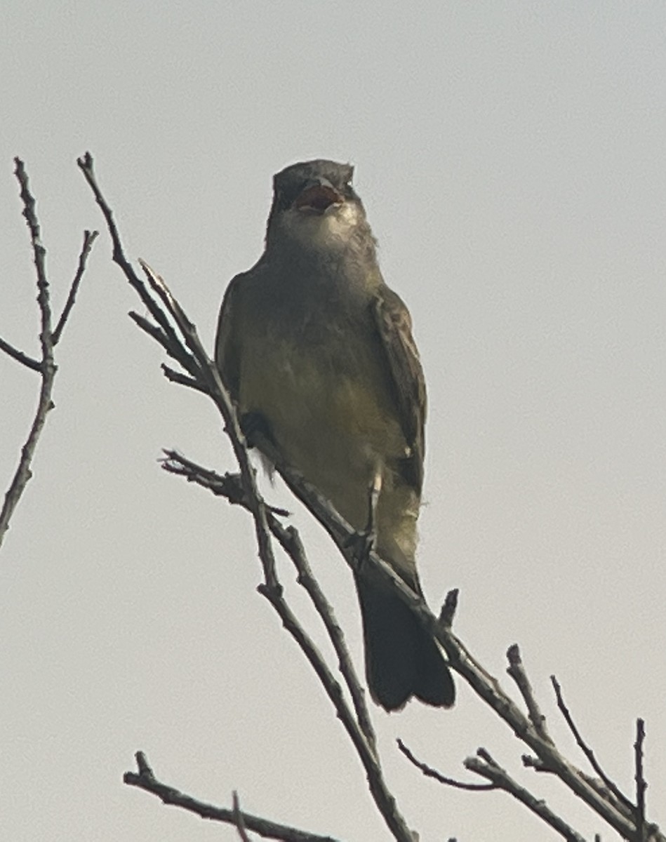 ML474708811 - Cassin's Kingbird - Macaulay Library