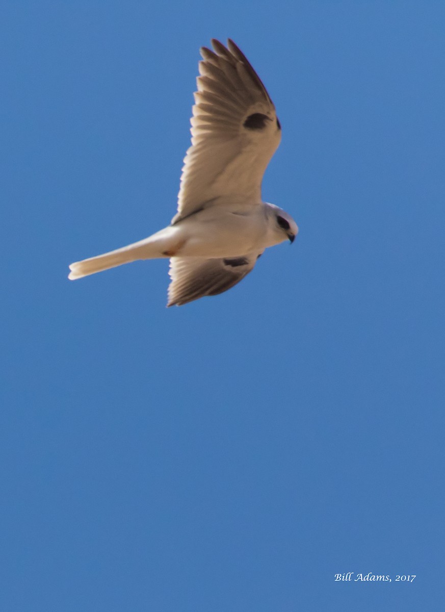 White-tailed Kite - ML47470971