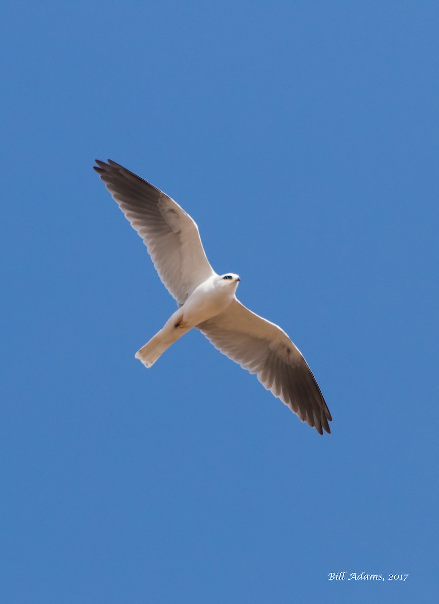 White-tailed Kite - ML47470981