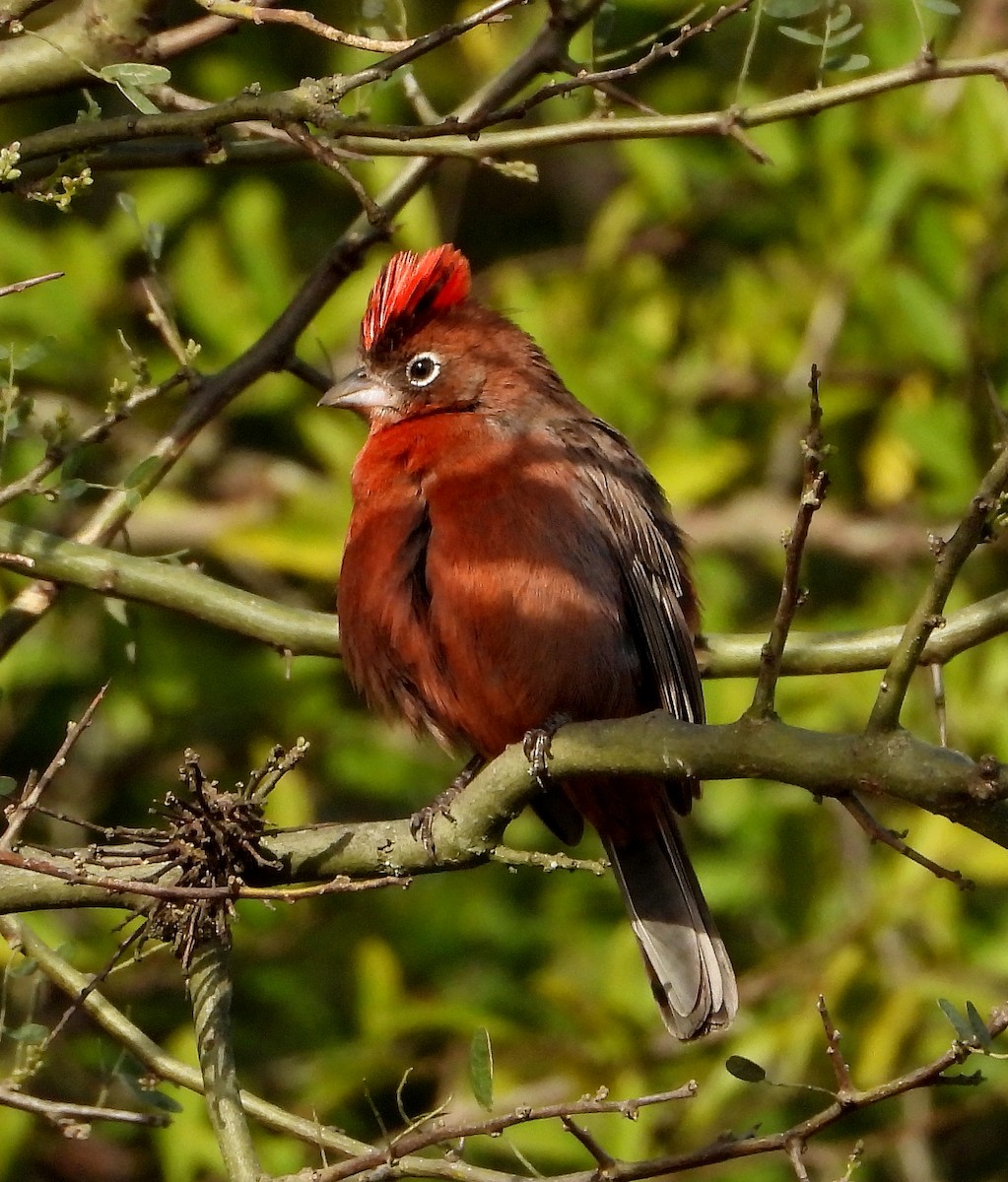 Red-crested Finch - ML474722031