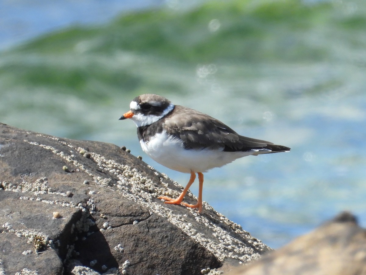 Common Ringed Plover - ML474726351