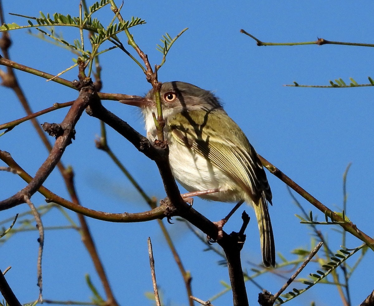 Pearly-vented Tody-Tyrant - ML474726581
