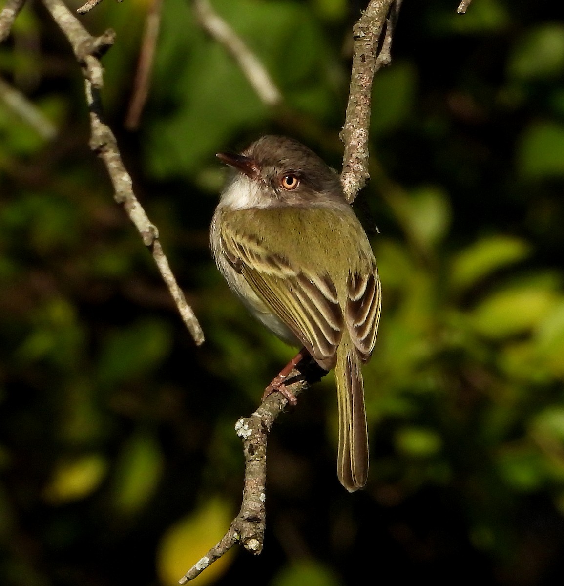 Pearly-vented Tody-Tyrant - ML474726661