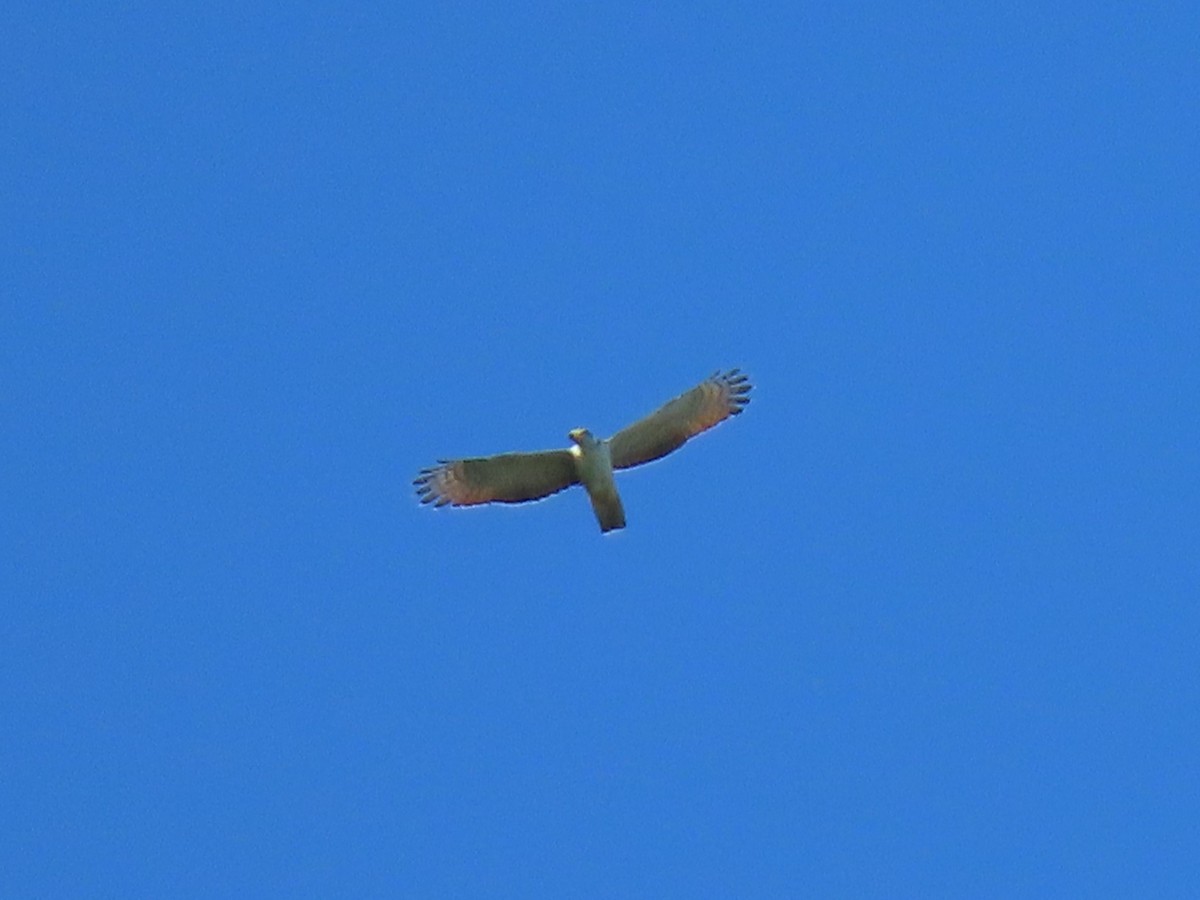 Gray-headed Kite - ML474727191