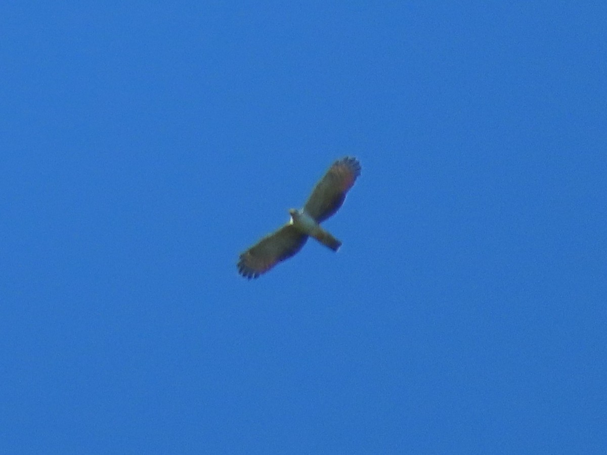 Gray-headed Kite - ML474727201