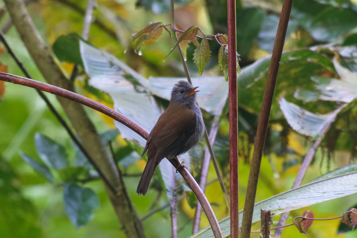 Andean Solitaire (plumbeiceps) - ML474727311