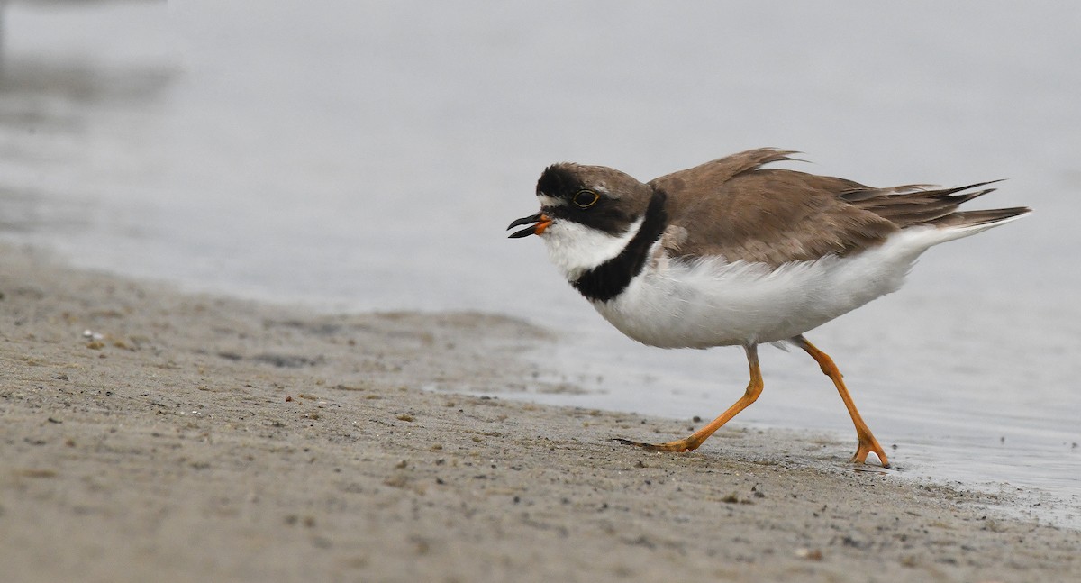 Semipalmated Plover - ML474728821
